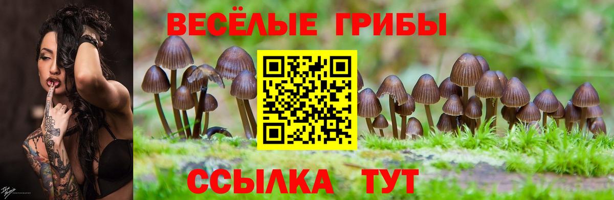 Унеча  Галлюциногенные грибы Cubensis  Вход с VPN  Галлюциногенные грибы Psilocybine cubensis 